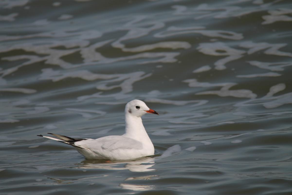 Black-headed Gull (Chroicocephalus ridibundus)
