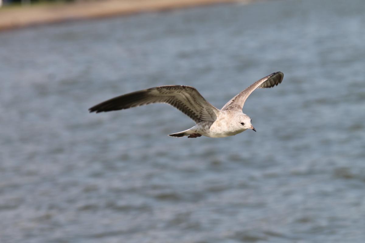 Black-headed Gull (Chroicocephalus ridibundus)