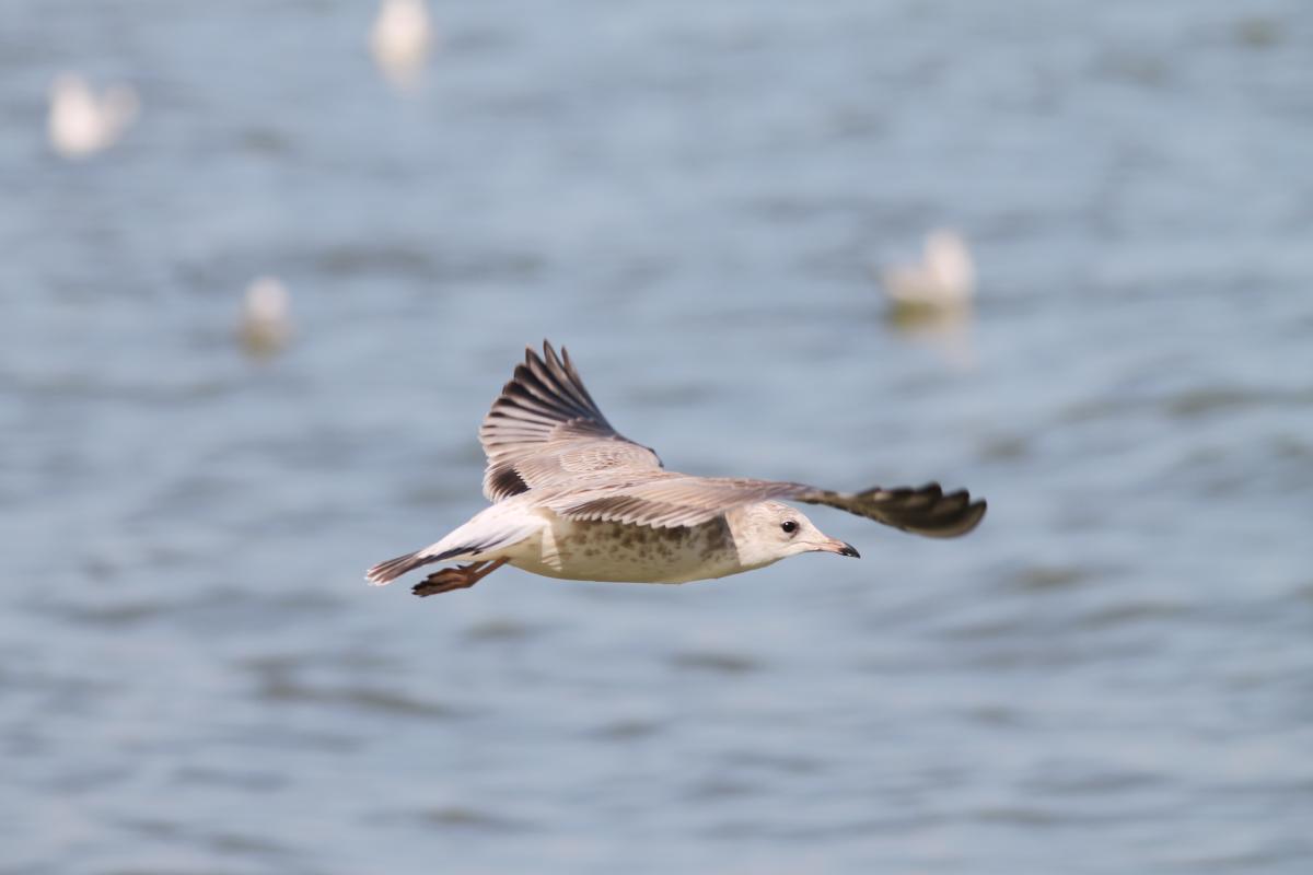 Black-headed Gull (Chroicocephalus ridibundus)