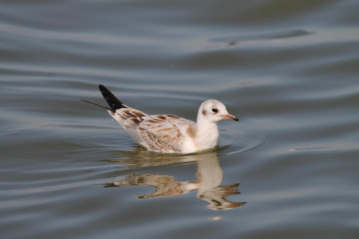 Black-headed Gull (Chroicocephalus ridibundus)