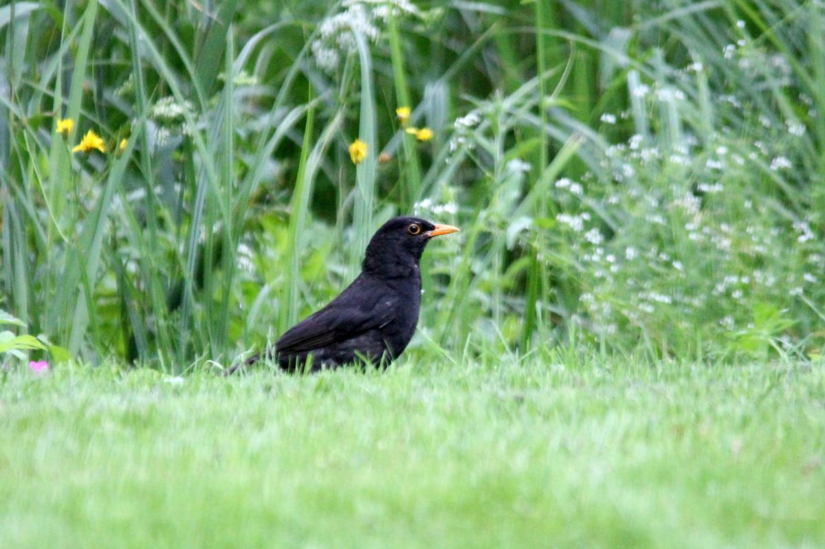 Common Blackbird (Turdus merula)