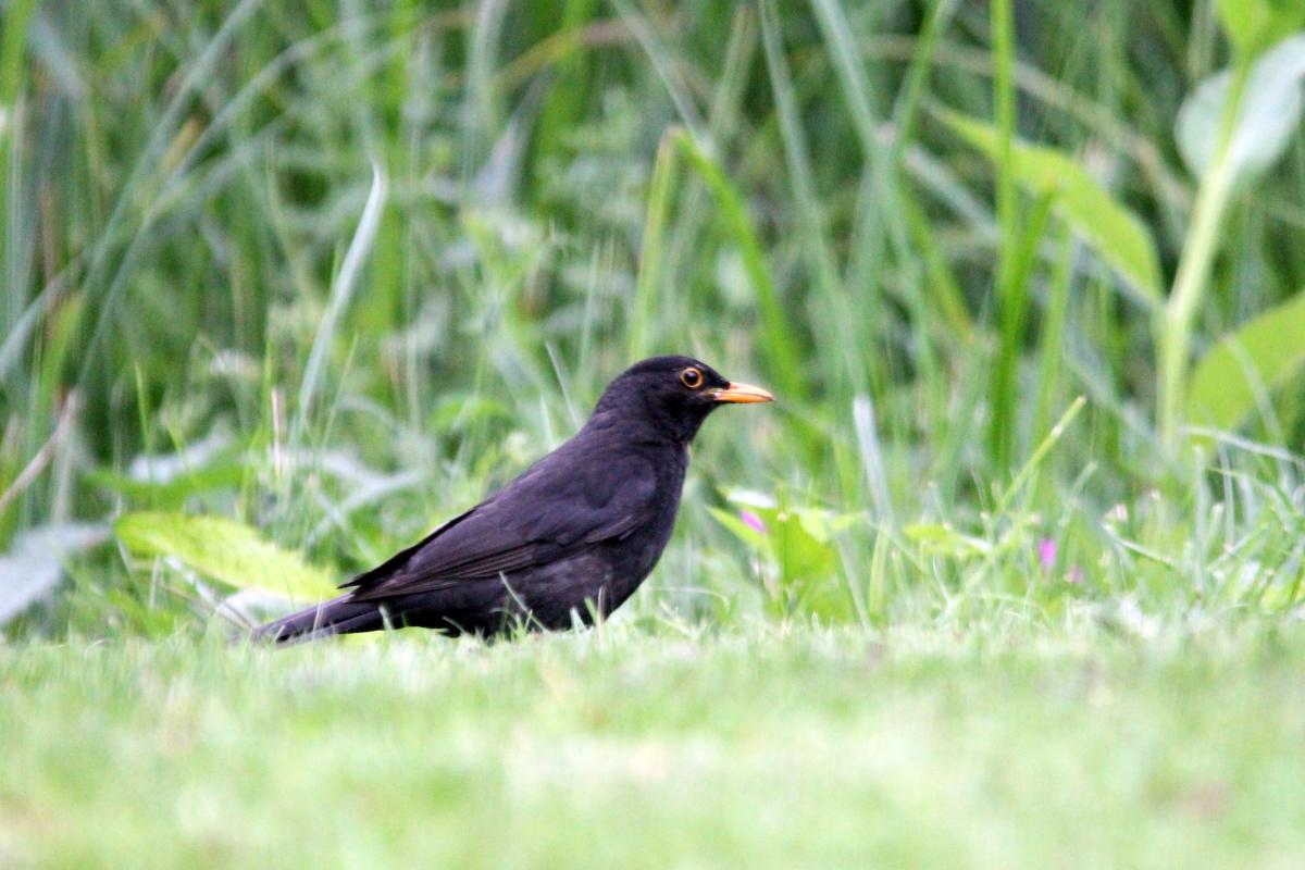 Common Blackbird (Turdus merula)