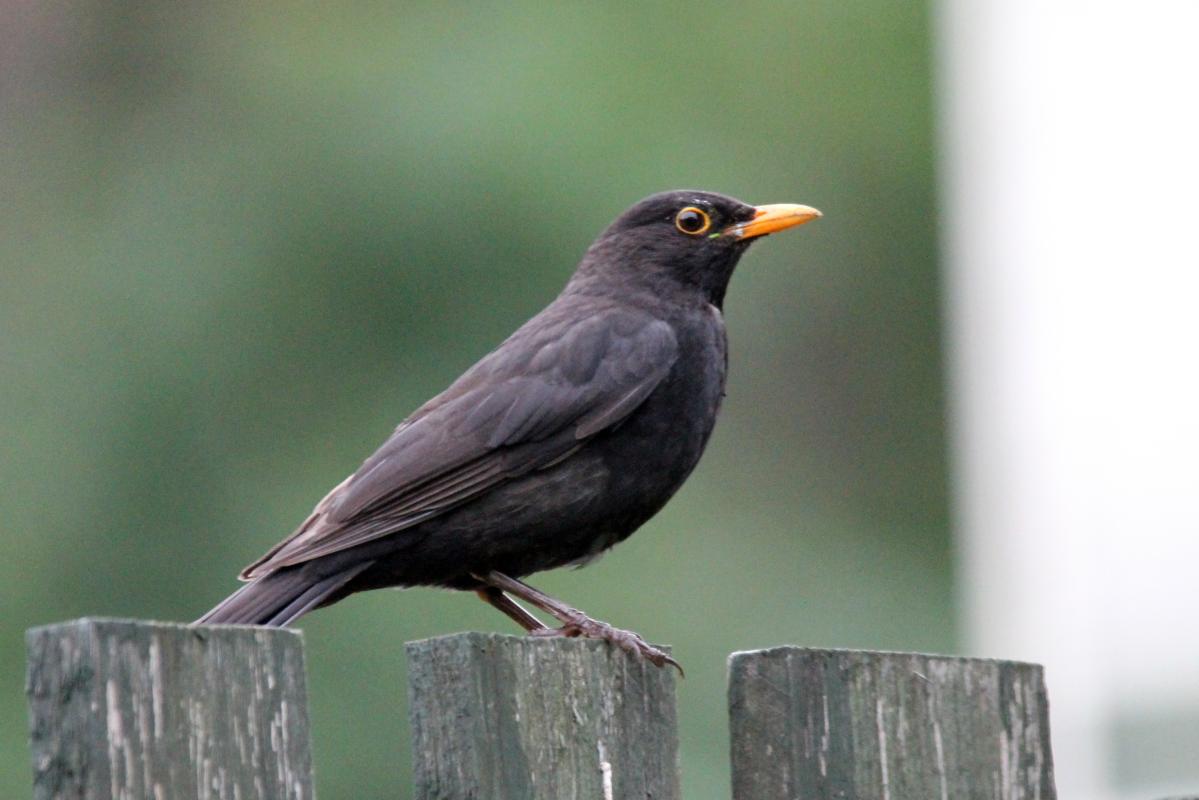Common Blackbird (Turdus merula)