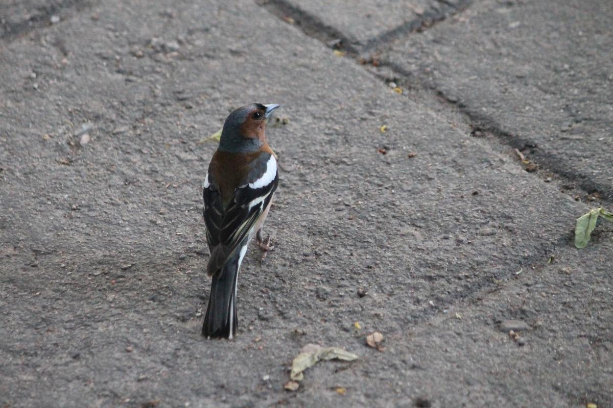 Common Chaffinch (Fringilla coelebs)