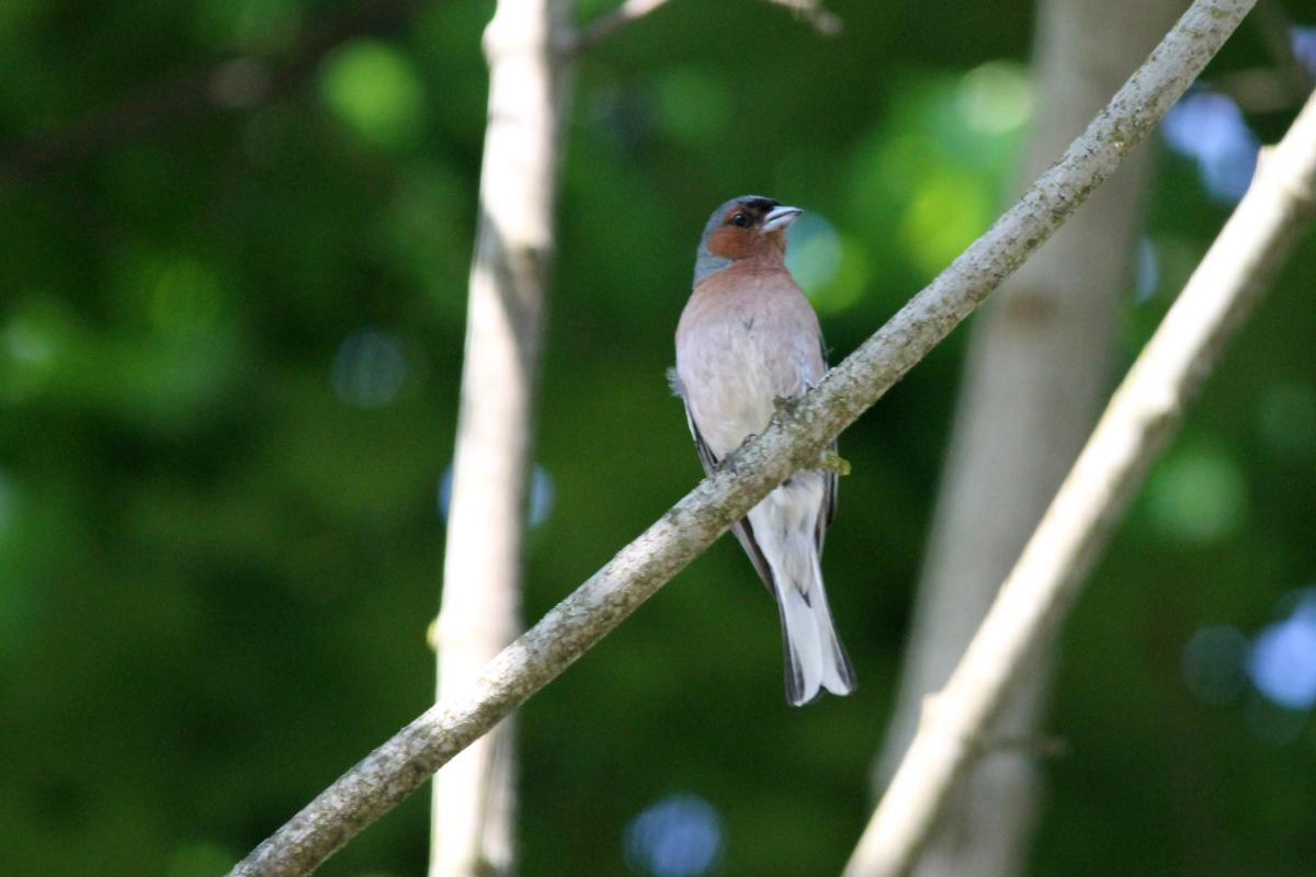 Common Chaffinch (Fringilla coelebs)