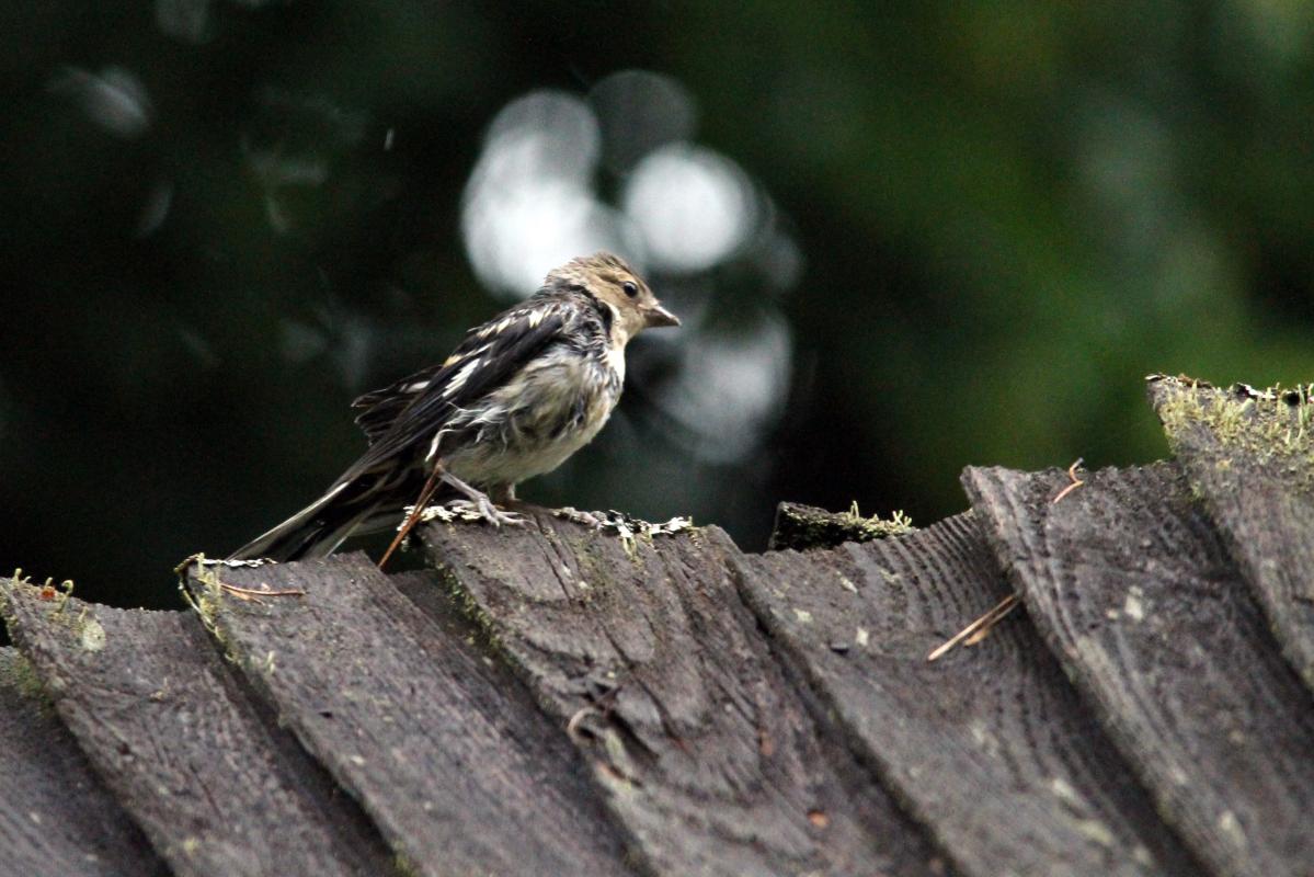 Common Chaffinch (Fringilla coelebs)