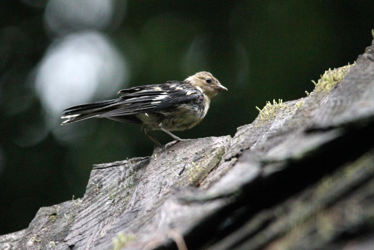 Common Chaffinch (Fringilla coelebs)