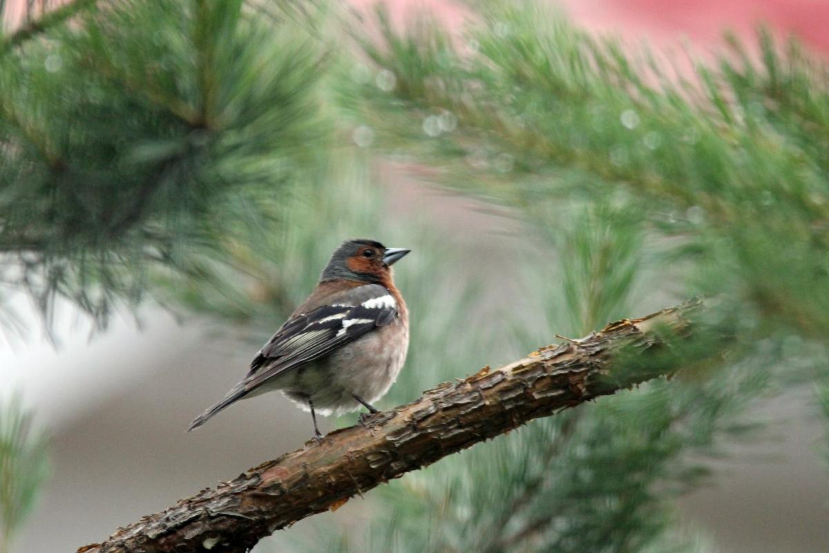 Common Chaffinch (Fringilla coelebs)