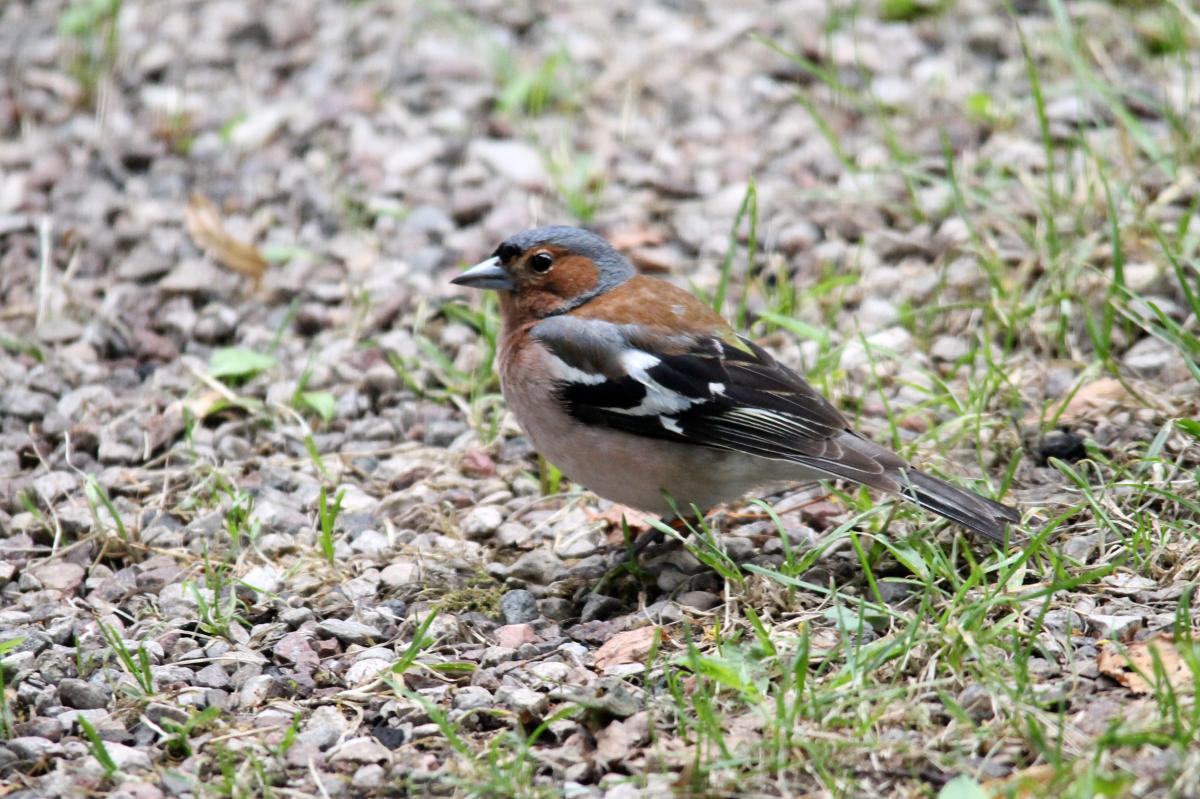 Common Chaffinch (Fringilla coelebs)