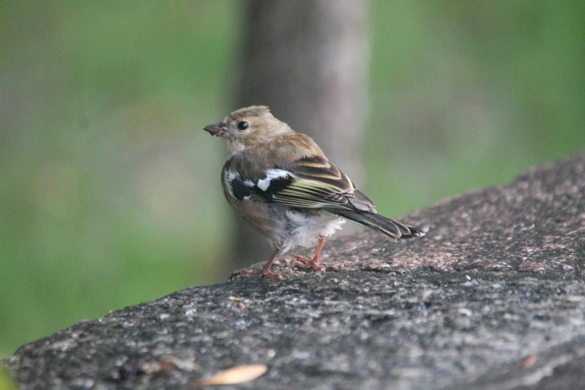 Common Chaffinch (Fringilla coelebs)