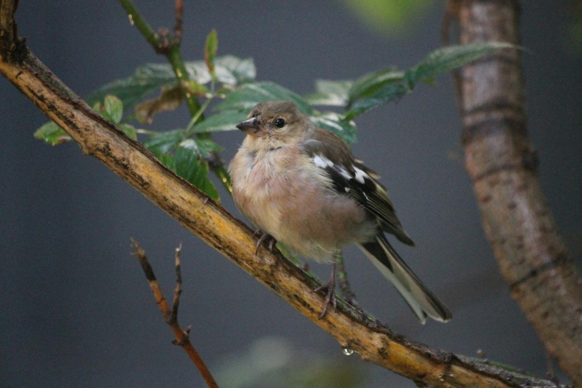 Common Chaffinch (Fringilla coelebs)