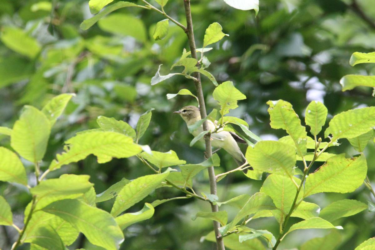 Common chiffchaff (Phylloscopus collybita), Pilkapio gatvė, Kernavė, Vilniaus apskritis, Lithuania, 2013-08-03 Common chiffchaff (Phylloscopus collybita)