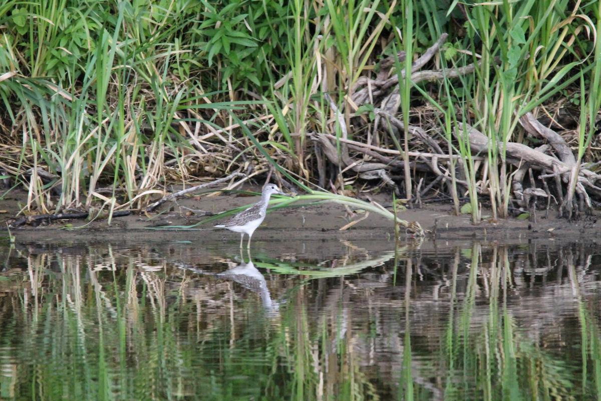 Common greenshank (Tringa nebularia)