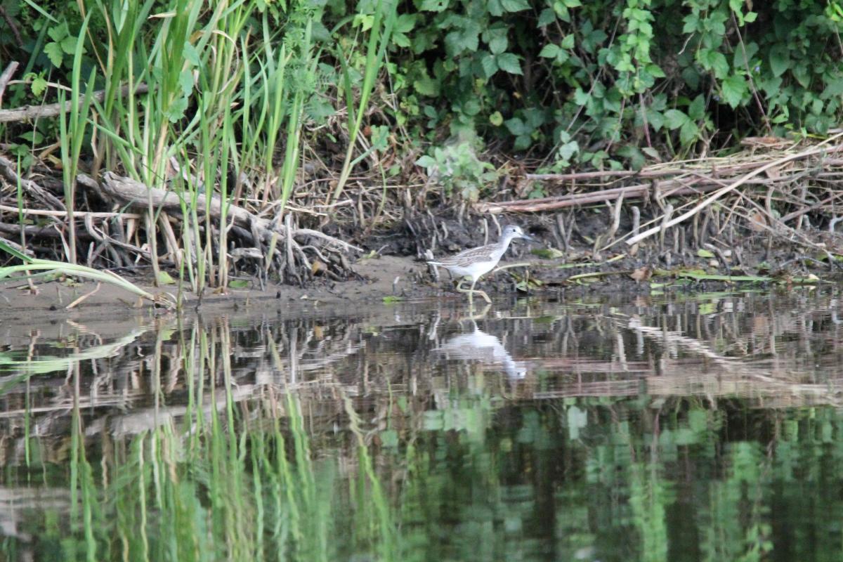 Common greenshank (Tringa nebularia)