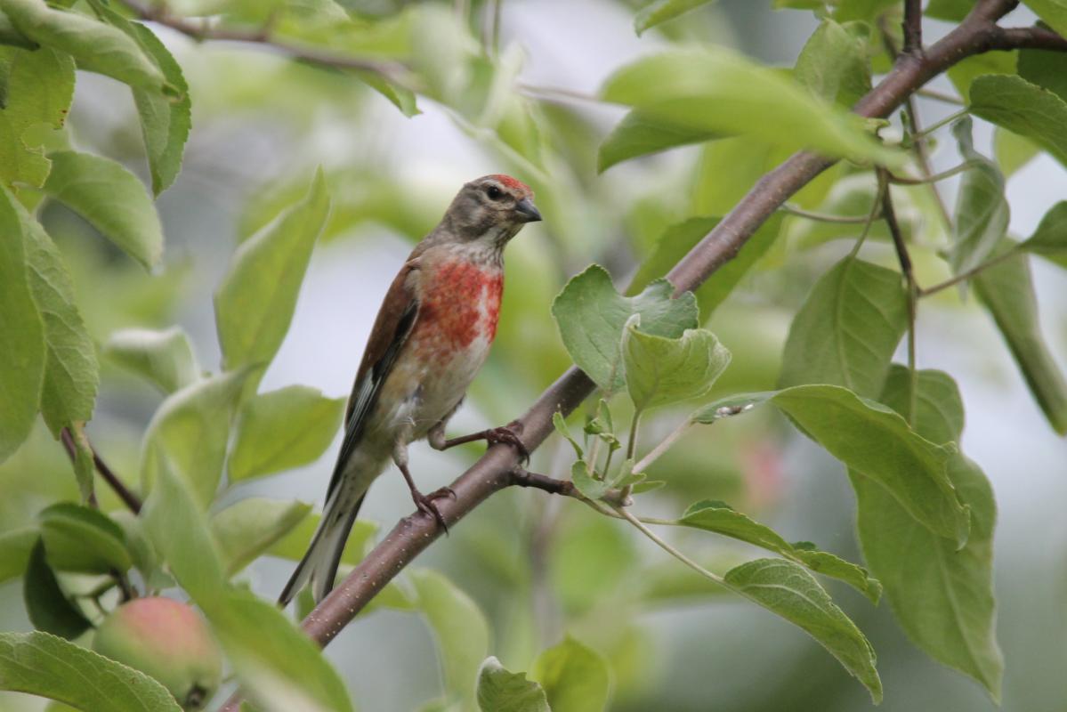 Common Linnet (Carduelis cannabina), Saulėtekio gatvė, Miklusėnai, Alytus, Lithuania, 2013-07-04 Common Linnet (Carduelis cannabina)