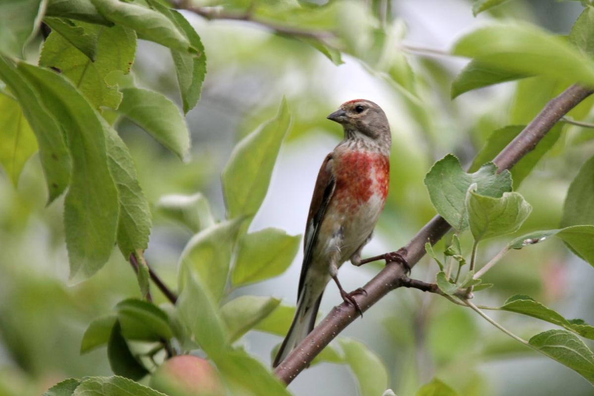Common Linnet (Carduelis cannabina), Saulėtekio gatvė, Miklusėnai, Alytus, Lithuania, 2013-07-04 Common Linnet (Carduelis cannabina)