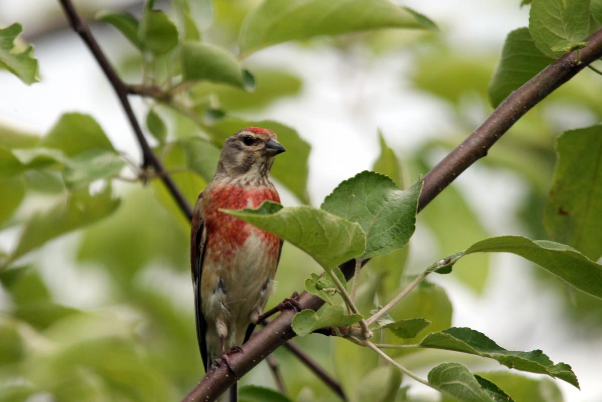Common Linnet (Carduelis cannabina), Saulėtekio gatvė, Miklusėnai, Alytus, Lithuania, 2013-07-04 Common Linnet (Carduelis cannabina)