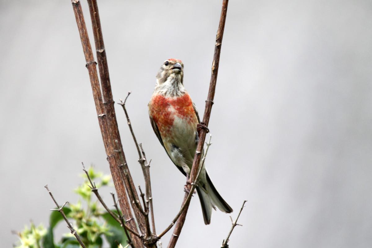 Common Linnet (Carduelis cannabina), Saulėtekio gatvė, Miklusėnai, Alytus, Lithuania, 2013-07-04 Common Linnet (Carduelis cannabina)