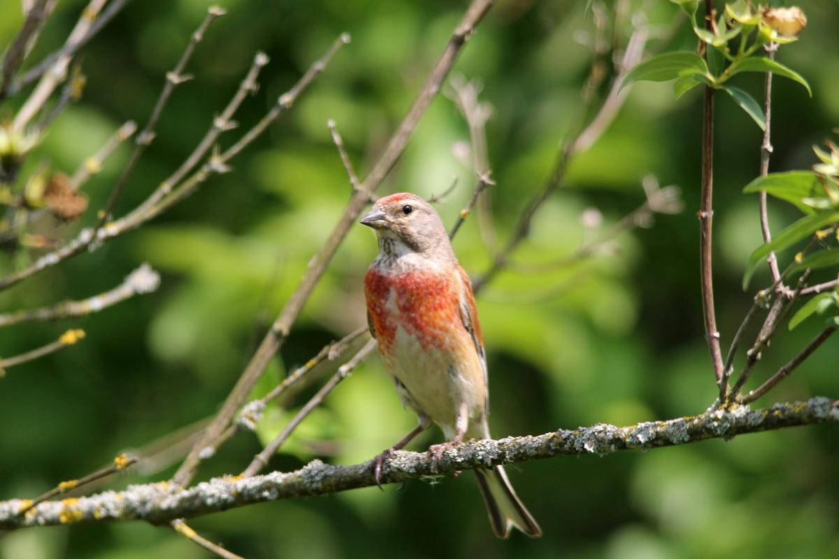 Common Linnet (Carduelis cannabina), Saulėtekio gatvė, Miklusėnai, Alytus, Lithuania, 2013-07-04 Common Linnet (Carduelis cannabina)