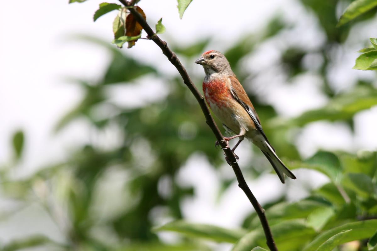 Common Linnet (Carduelis cannabina), Saulėtekio gatvė, Miklusėnai, Alytus, Lithuania, 2013-07-04 Common Linnet (Carduelis cannabina)