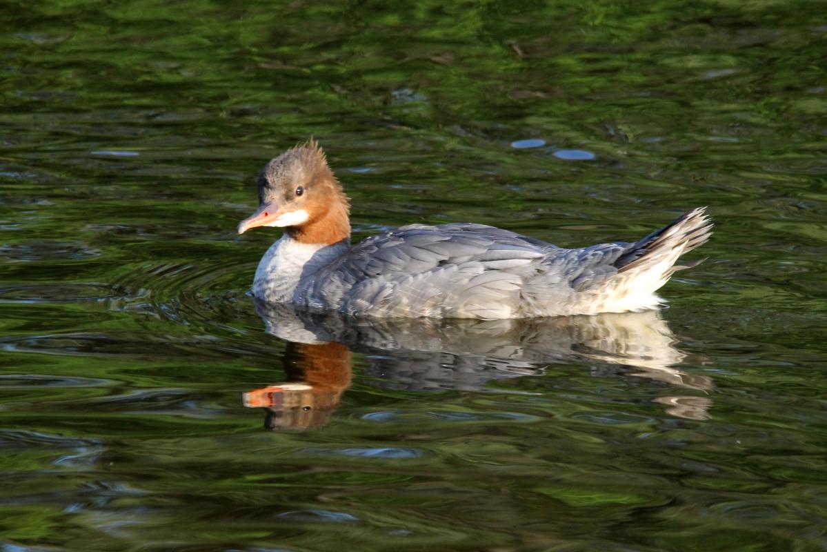 Common Merganser (Mergus merganser)