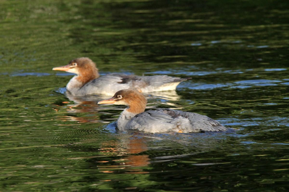 Common Merganser (Mergus merganser)