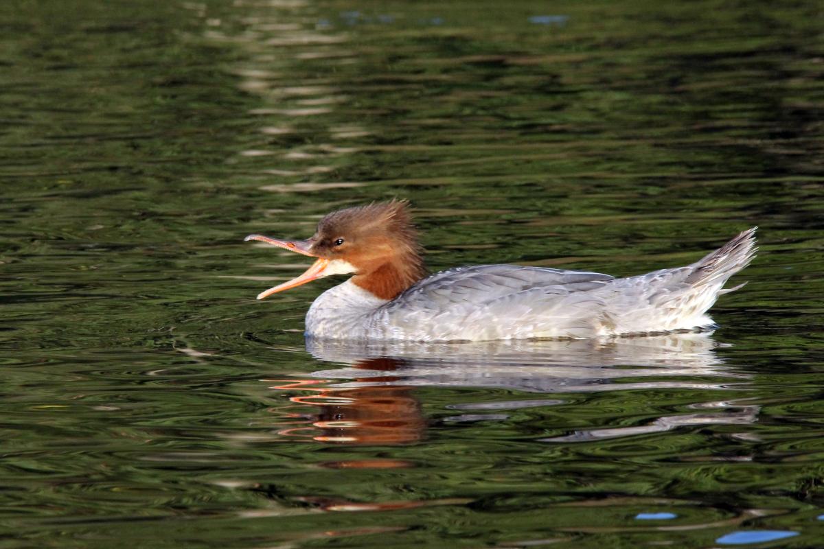 Common Merganser (Mergus merganser)