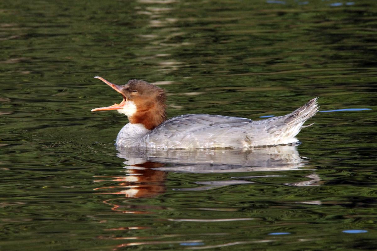 Common Merganser (Mergus merganser)