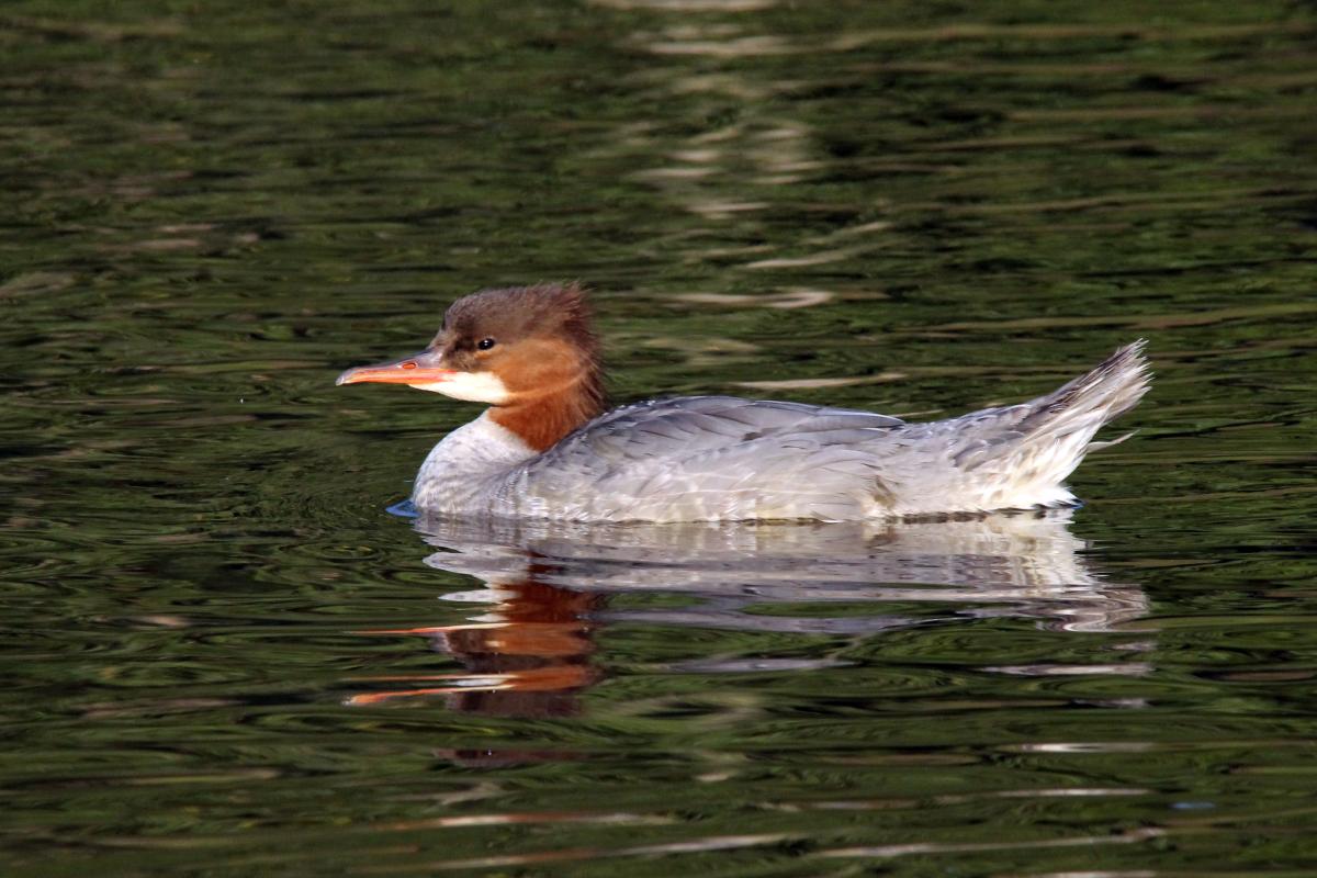 Common Merganser (Mergus merganser)
