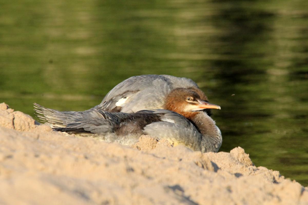 Common Merganser (Mergus merganser)