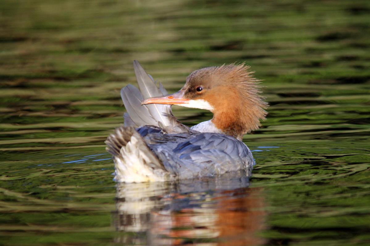 Common Merganser (Mergus merganser)