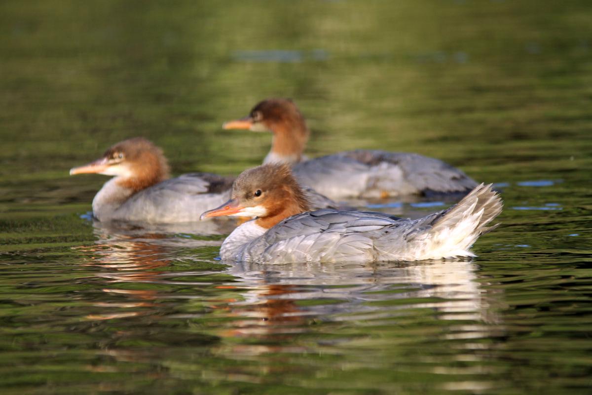 Common Merganser (Mergus merganser)