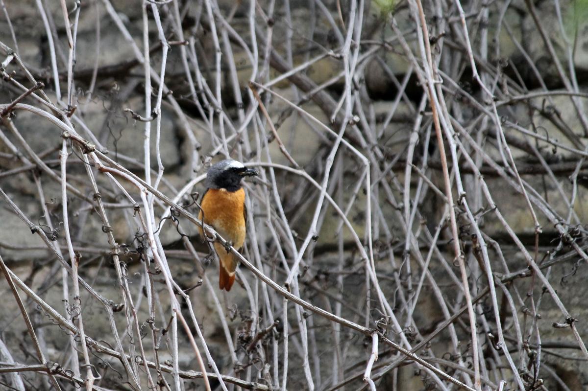 Common Redstart (Phoenicurus phoenicurus)