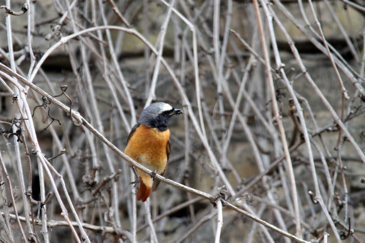 Common Redstart (Phoenicurus phoenicurus)