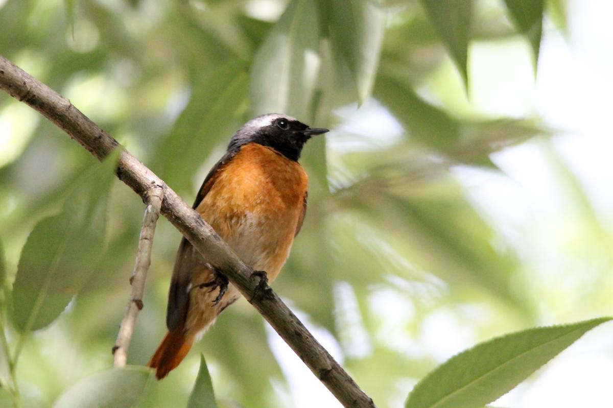 Common Redstart (Phoenicurus phoenicurus)