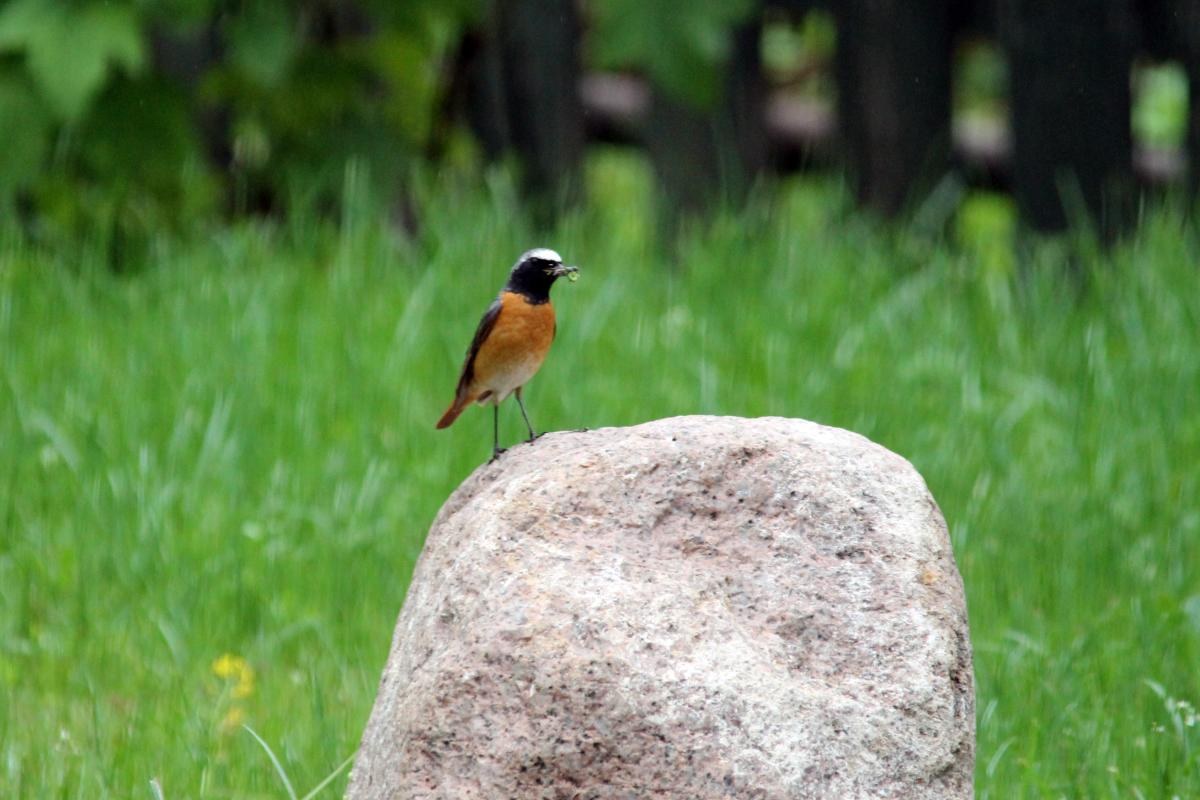Common Redstart (Phoenicurus phoenicurus)