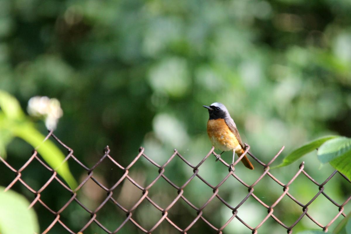 Common Redstart (Phoenicurus phoenicurus)