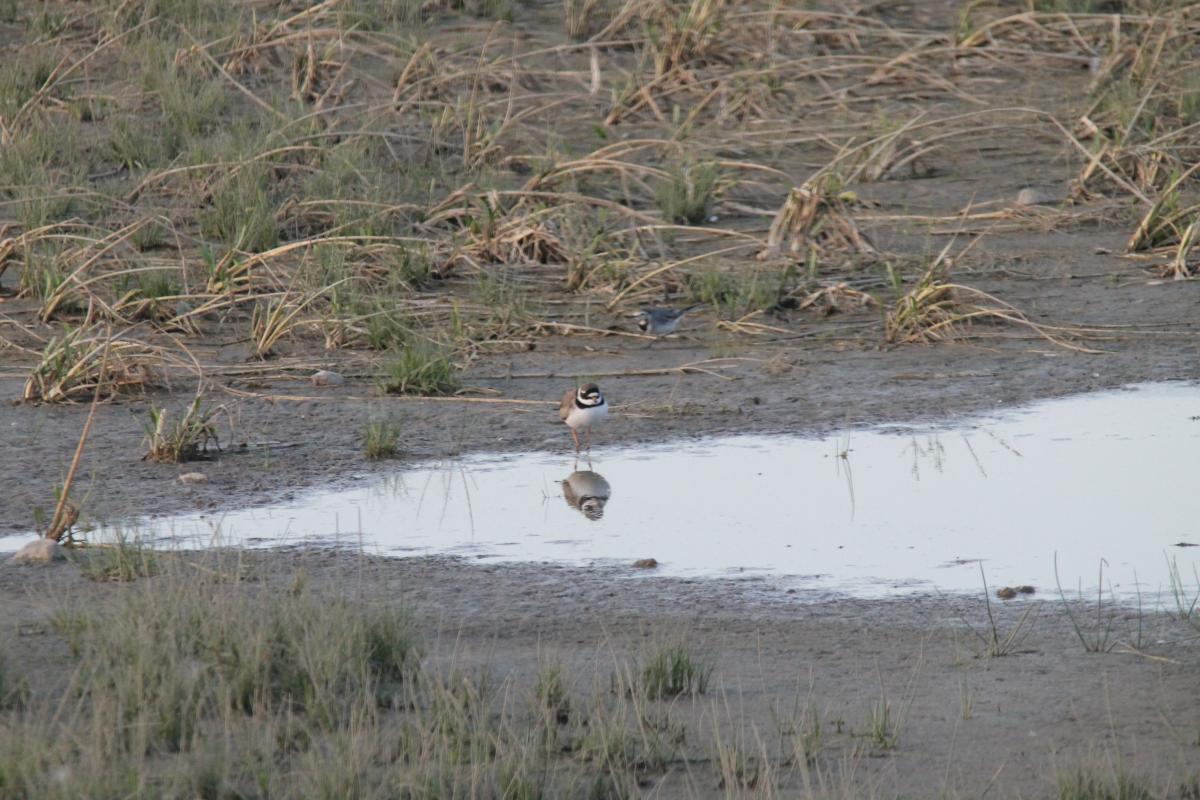 Common Ringed Plover (Charadrius hiaticula), 4228, Bložiai, Klaipėda, Lithuania, 2013-08-17 Common Ringed Plover (Charadrius hiaticula)