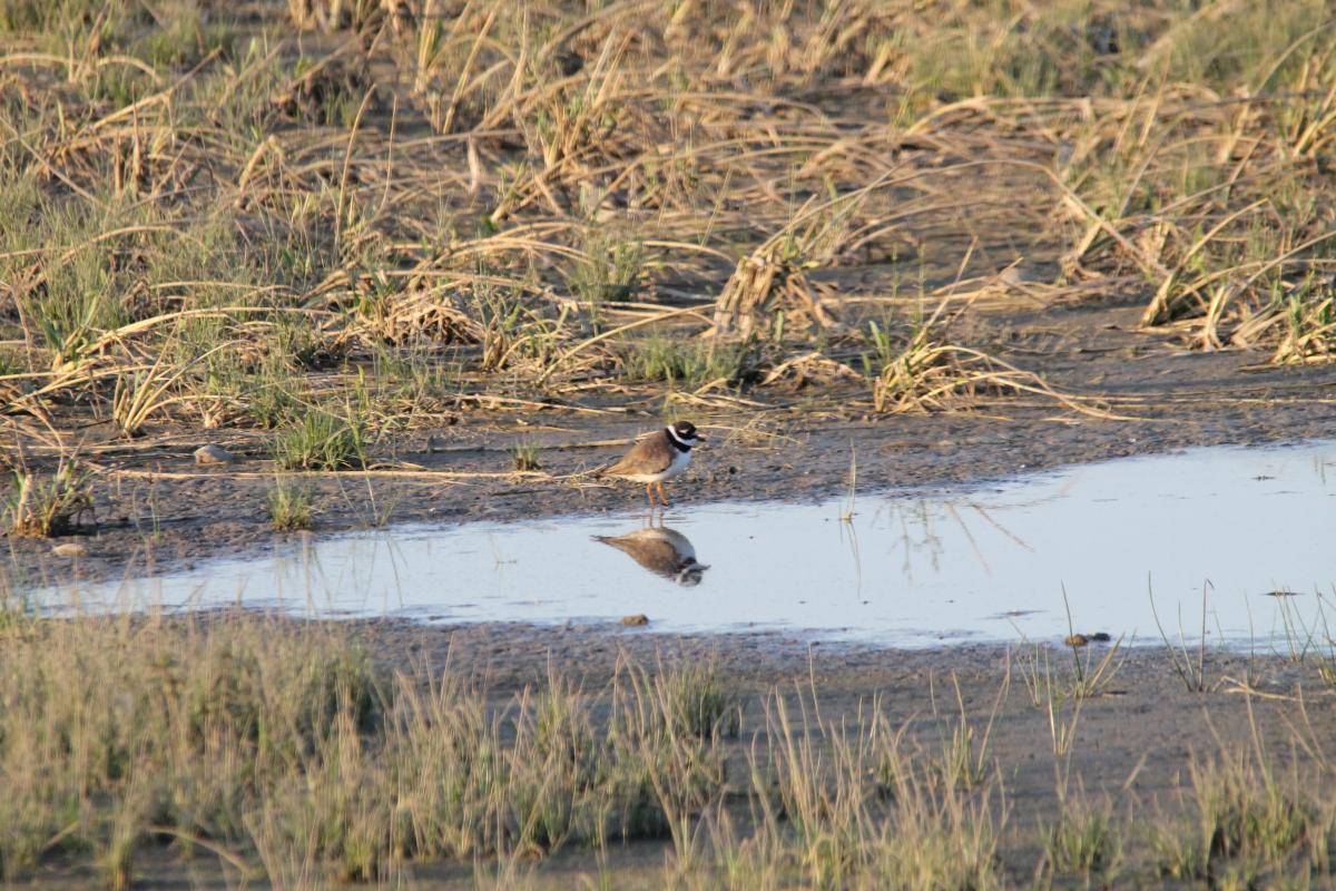 Common Ringed Plover (Charadrius hiaticula), 4228, Bložiai, Klaipėda, Lithuania, 2013-08-17 Common Ringed Plover (Charadrius hiaticula)
