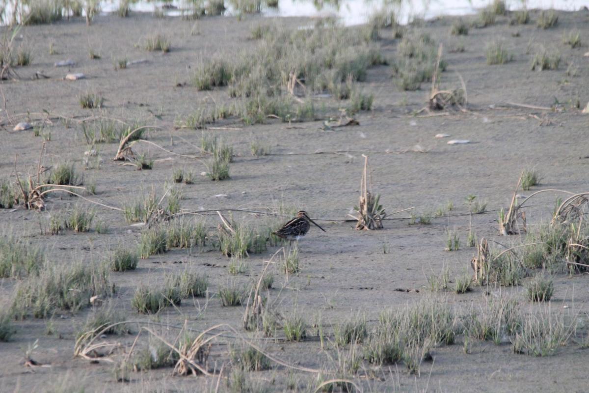 Common Snipe (Gallinago gallinago), 4228, Bložiai, Klaipėda, Lithuania, 2013-08-17 Common Snipe (Gallinago gallinago)