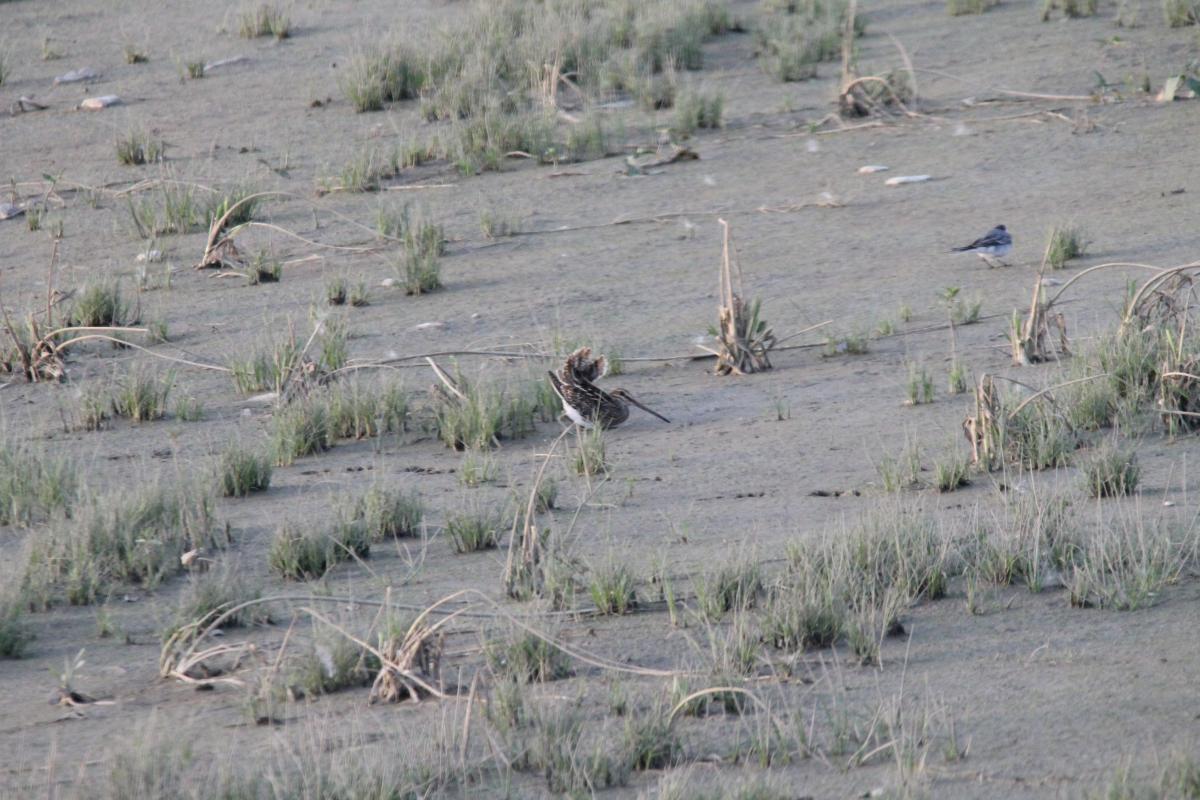 Common Snipe (Gallinago gallinago), 4228, Bložiai, Klaipėda, Lithuania, 2013-08-17 Common Snipe (Gallinago gallinago)