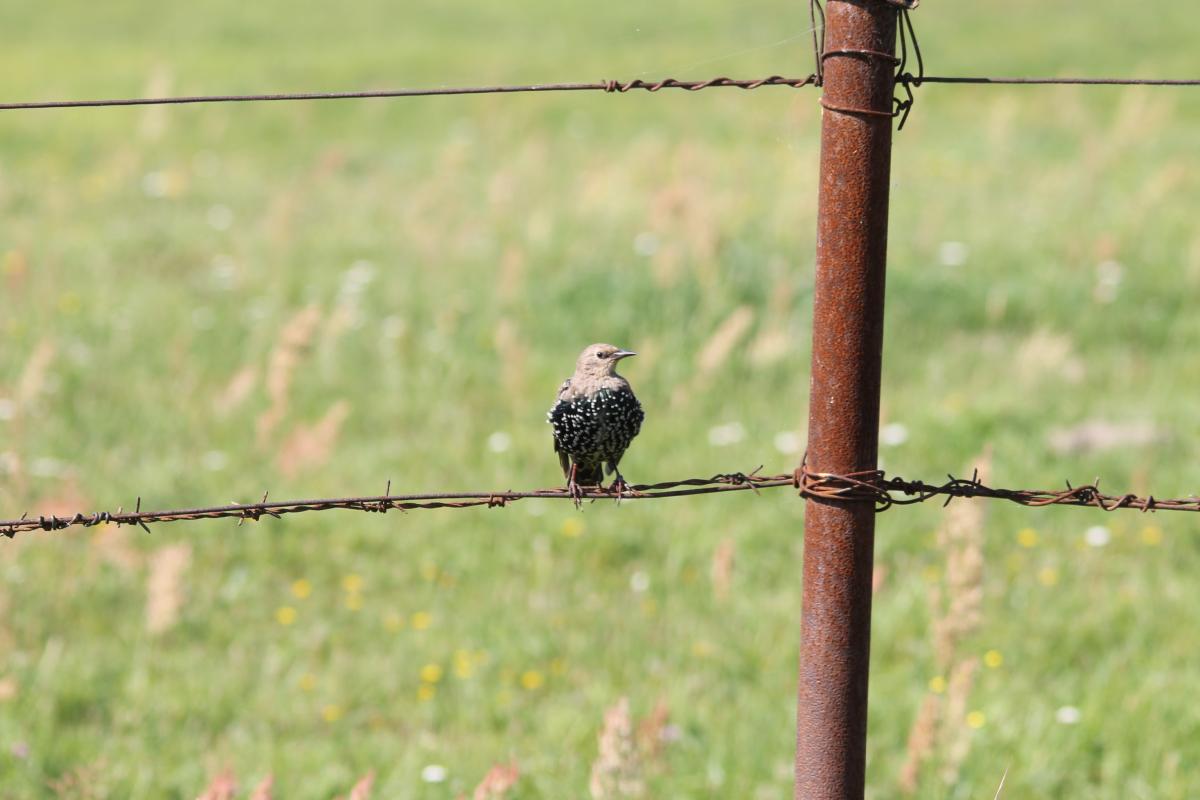 Common Starling (Sturnus vulgaris)