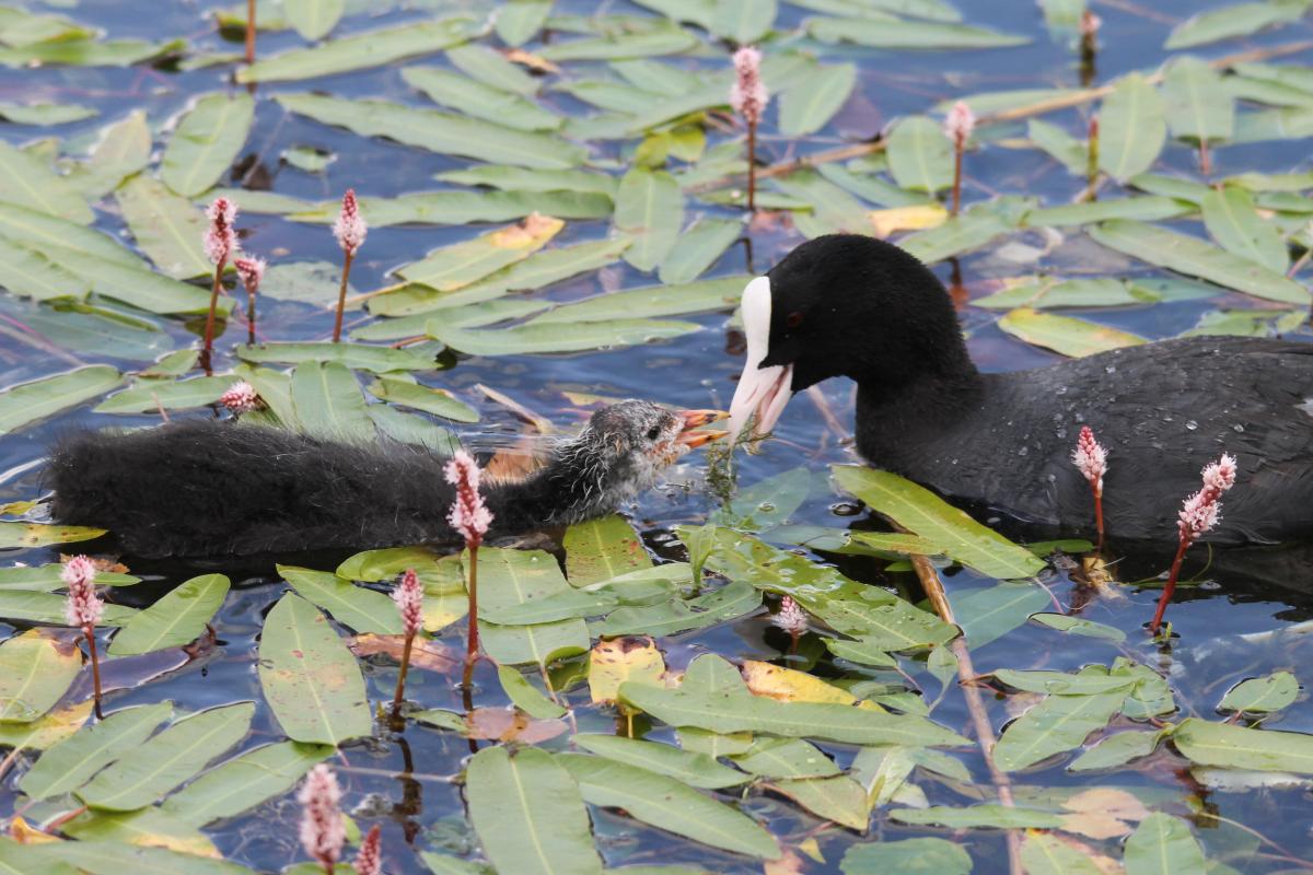 Eurasian Coot (Fulica atra)