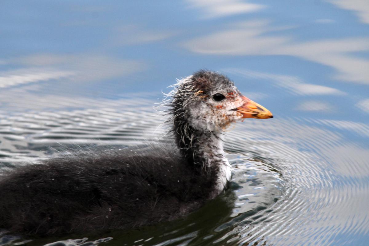 Eurasian Coot (Fulica atra)
