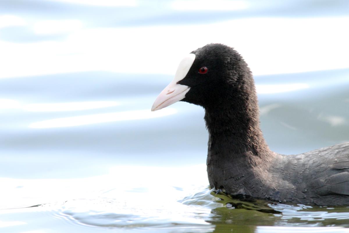 Eurasian Coot (Fulica atra)
