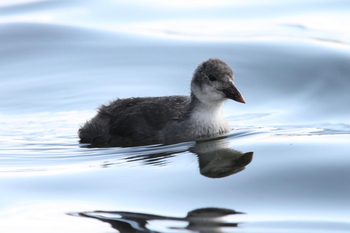 Eurasian Coot (Fulica atra)