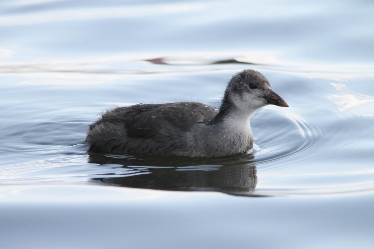 Eurasian Coot (Fulica atra)
