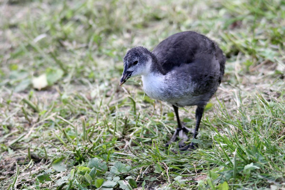Eurasian Coot (Fulica atra)