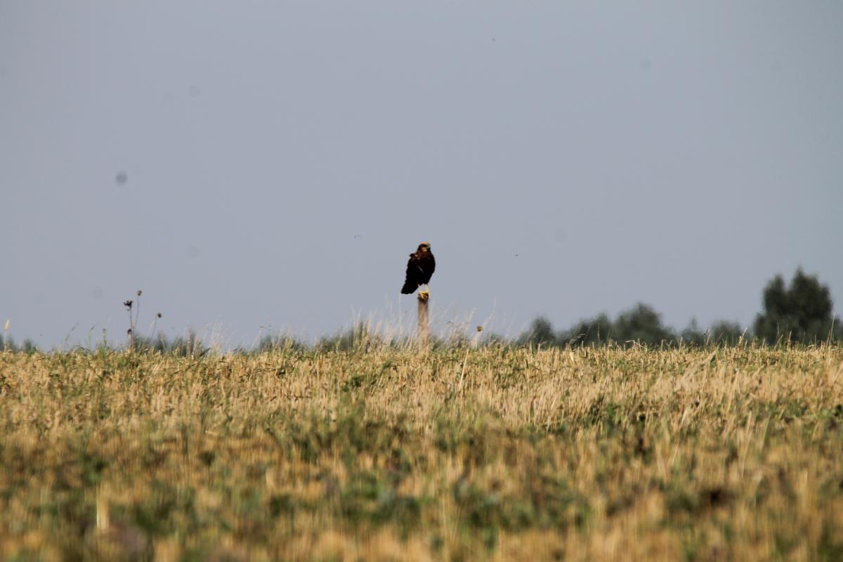 Eurasian Hobby (Falco subbuteo)