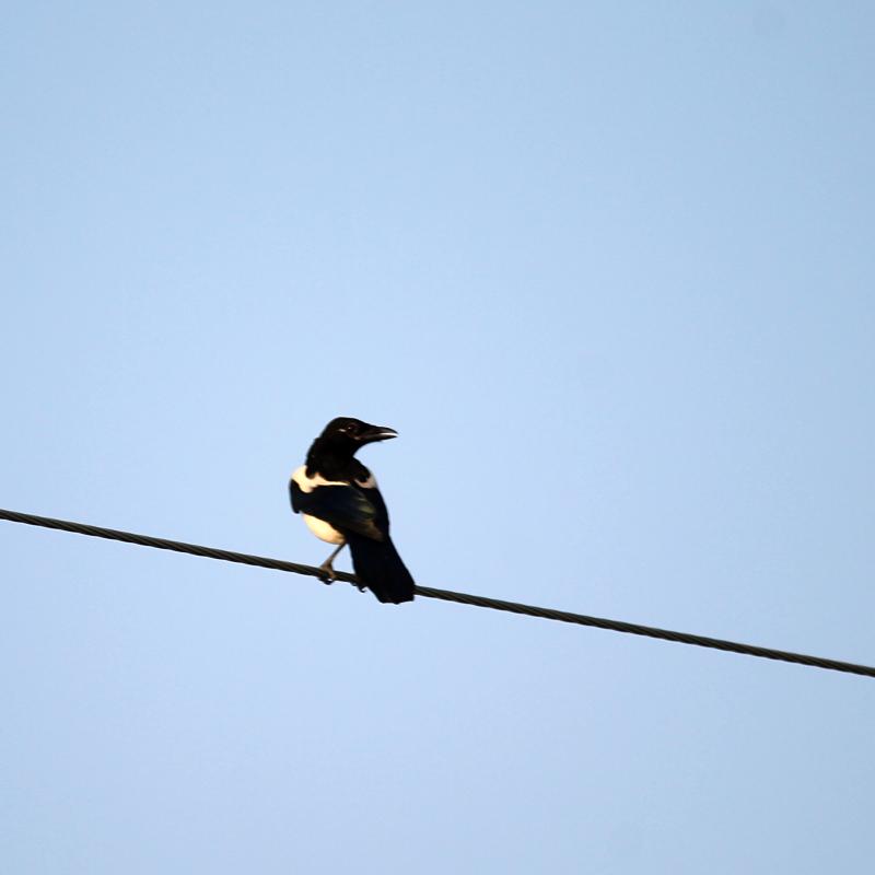 Eurasian Magpie (Pica pica)